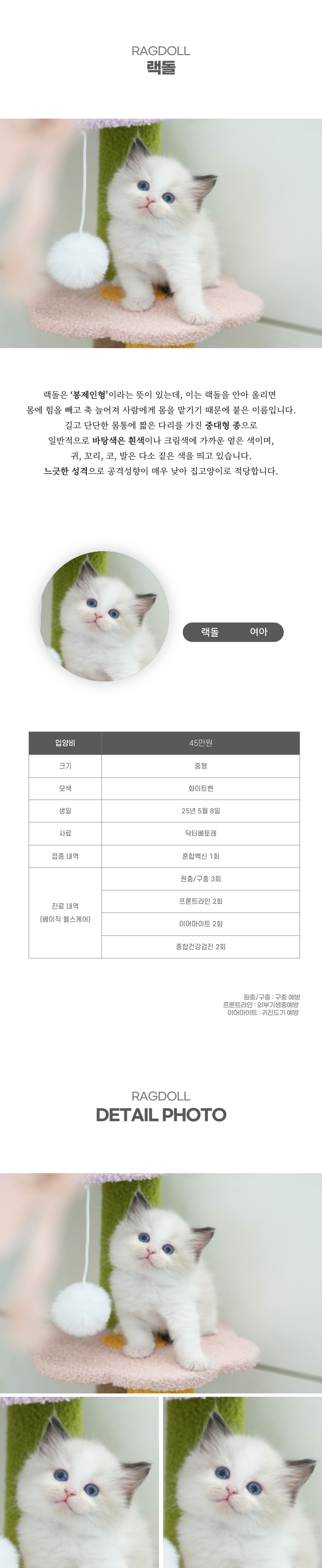 랙돌_상세이미지_2
